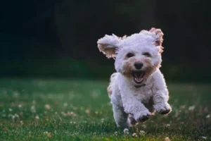 Rüyada Köpek Görmek: Manevi Simgeler ve Psikolojik Yorumlar