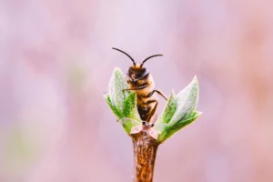 Buckfast honey bee