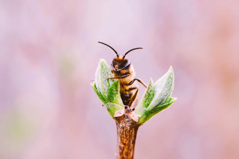 Buckfast honey bee