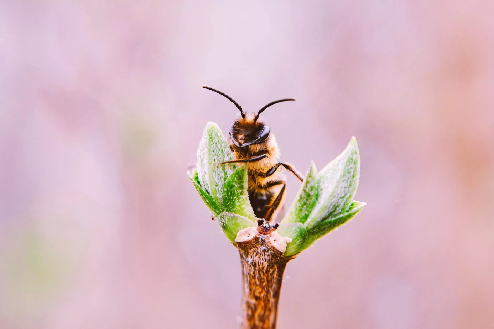 Buckfast honey bee