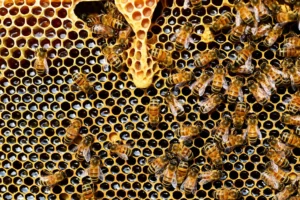 Caucasian Bee Characteristics – Caucasian Bee – Anzer Honey