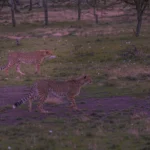 7 FASCİNATİNG FACTS ABOUT CHEETAHS