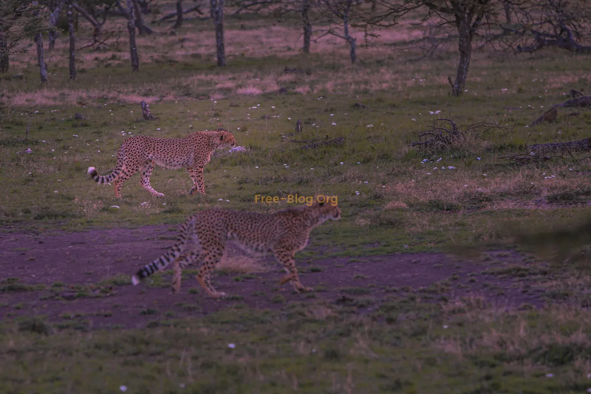 7 FASCİNATİNG FACTS ABOUT CHEETAHS