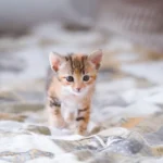 Cat or Baby Cat? Why Kittens Steal Our Hearts