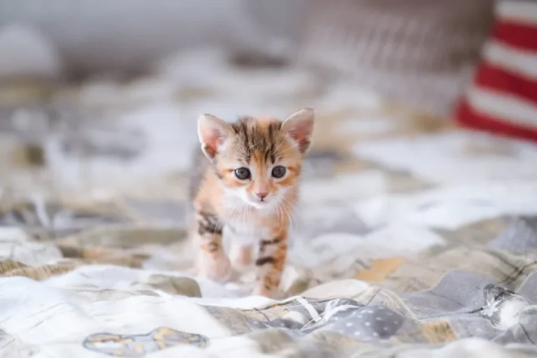 Cat or Baby Cat? Why Kittens Steal Our Hearts