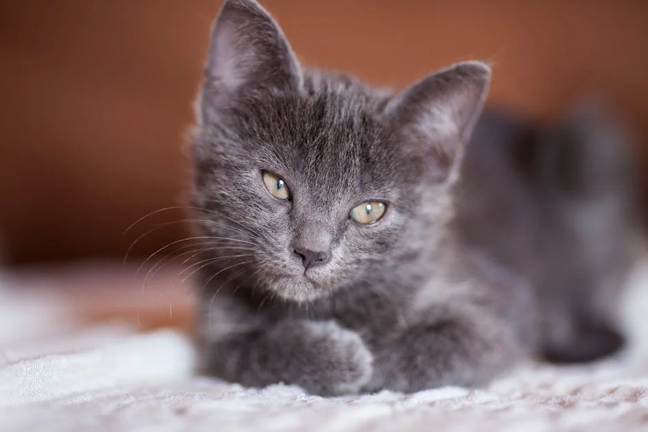 Meet the newest addition to our family, an adorable baby cat! This sweet gray kitten is melting hearts with its fluffy face and peaceful demeanor. Welcome home, little furball!