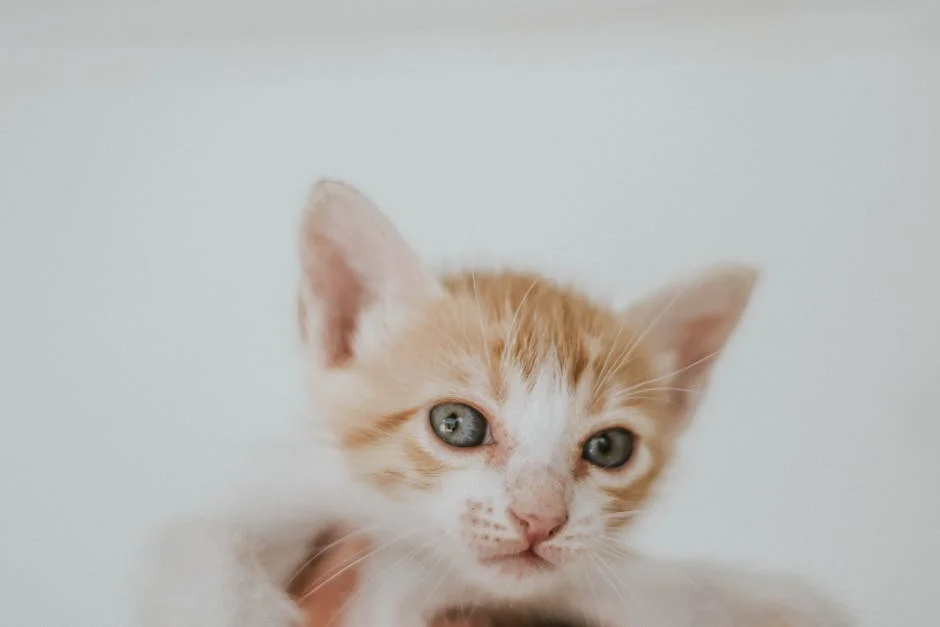 Meet the charming baby cat with a fluffy ginger coat and captivating eyes. This adorable feline is a purr-fect model for animal photography enthusiasts.