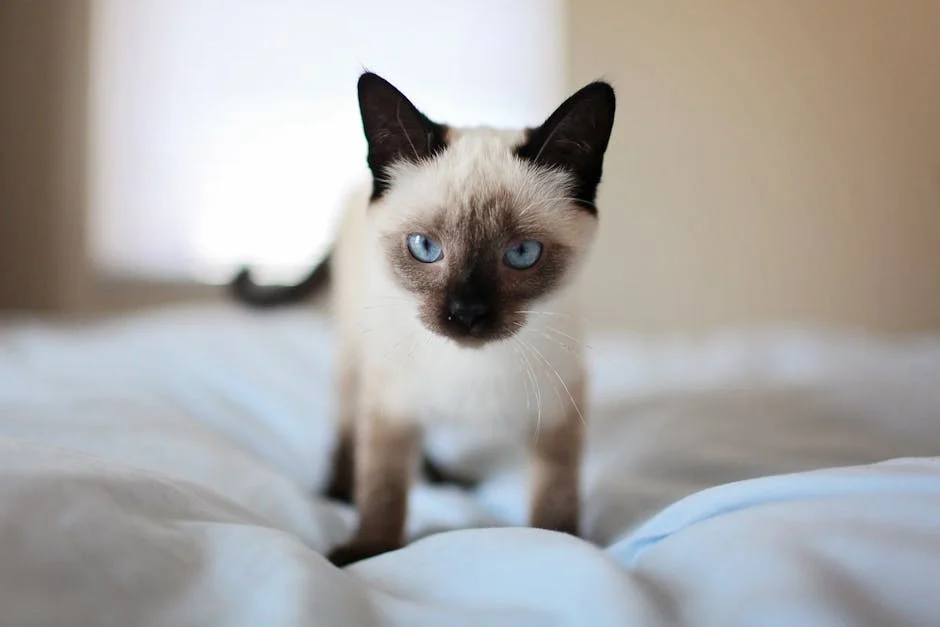 Meet our adorable baby cat, a charming Siamese kitten with mesmerizing blue eyes. Its sweet innocence and playful nature will melt your heart. Perfect companion for cozy moments on the bed.