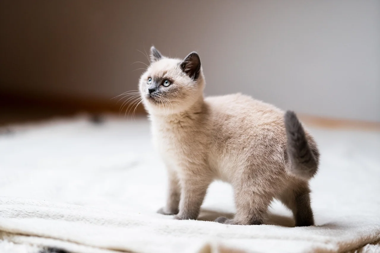 Discover the pure joy of watching a baby cat explore the wonders of nature. Witness the adorable innocence of this cute feline as it charms its way into your heart. Embrace the beauty of our domestic animal companions.