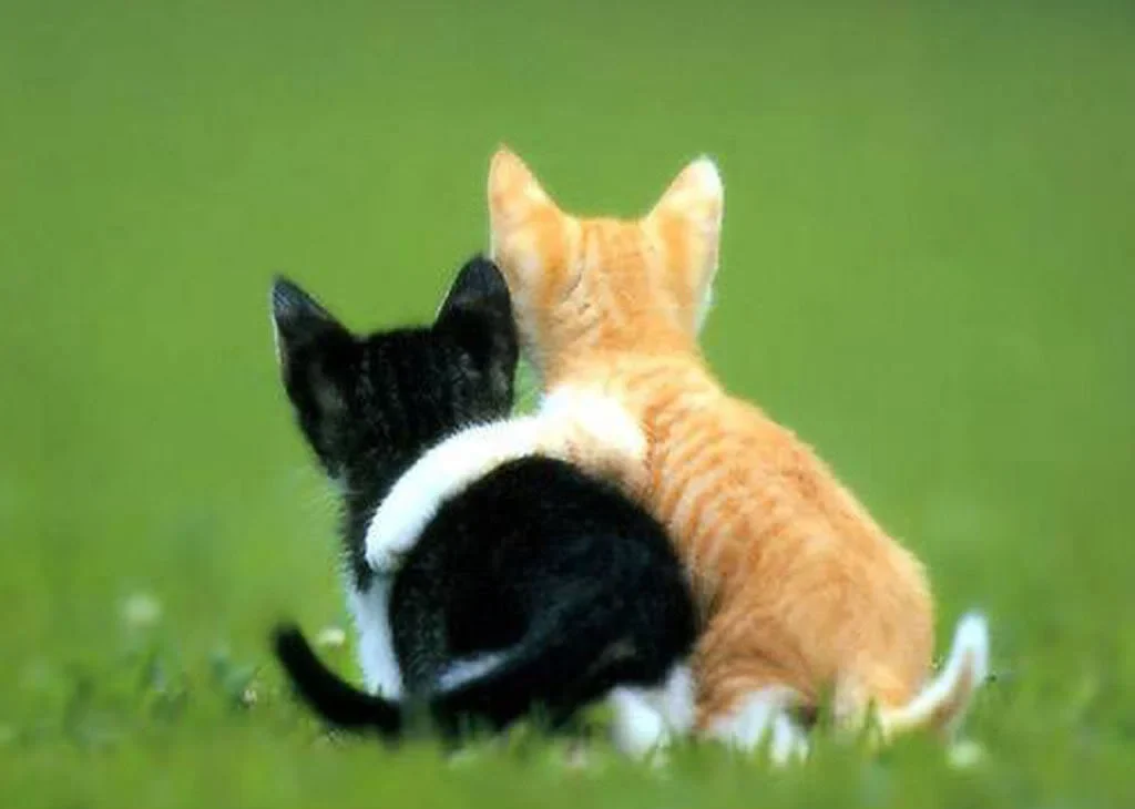 Discover the undeniable charm of this adorable cute animal. Let their innocence and playfulness brighten your day!