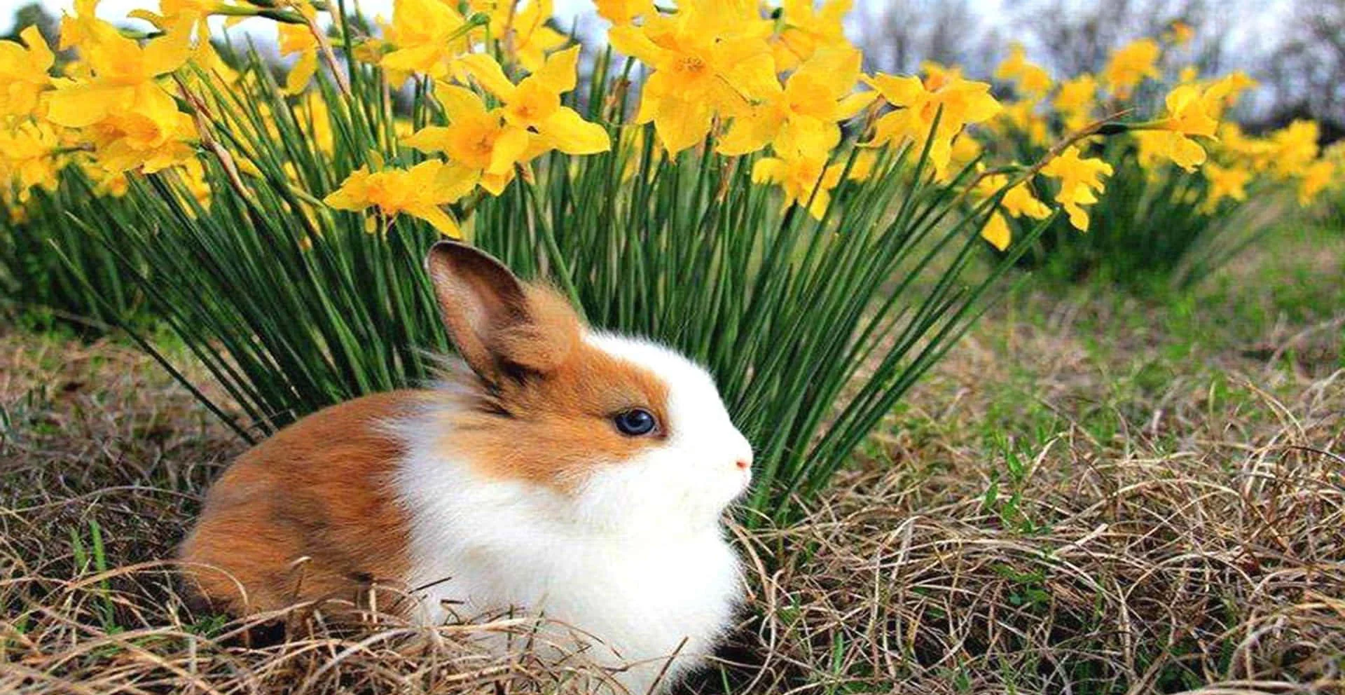 Discover the irresistible charm of this adorable cute animal. Let its cuteness brighten your day! 🐾