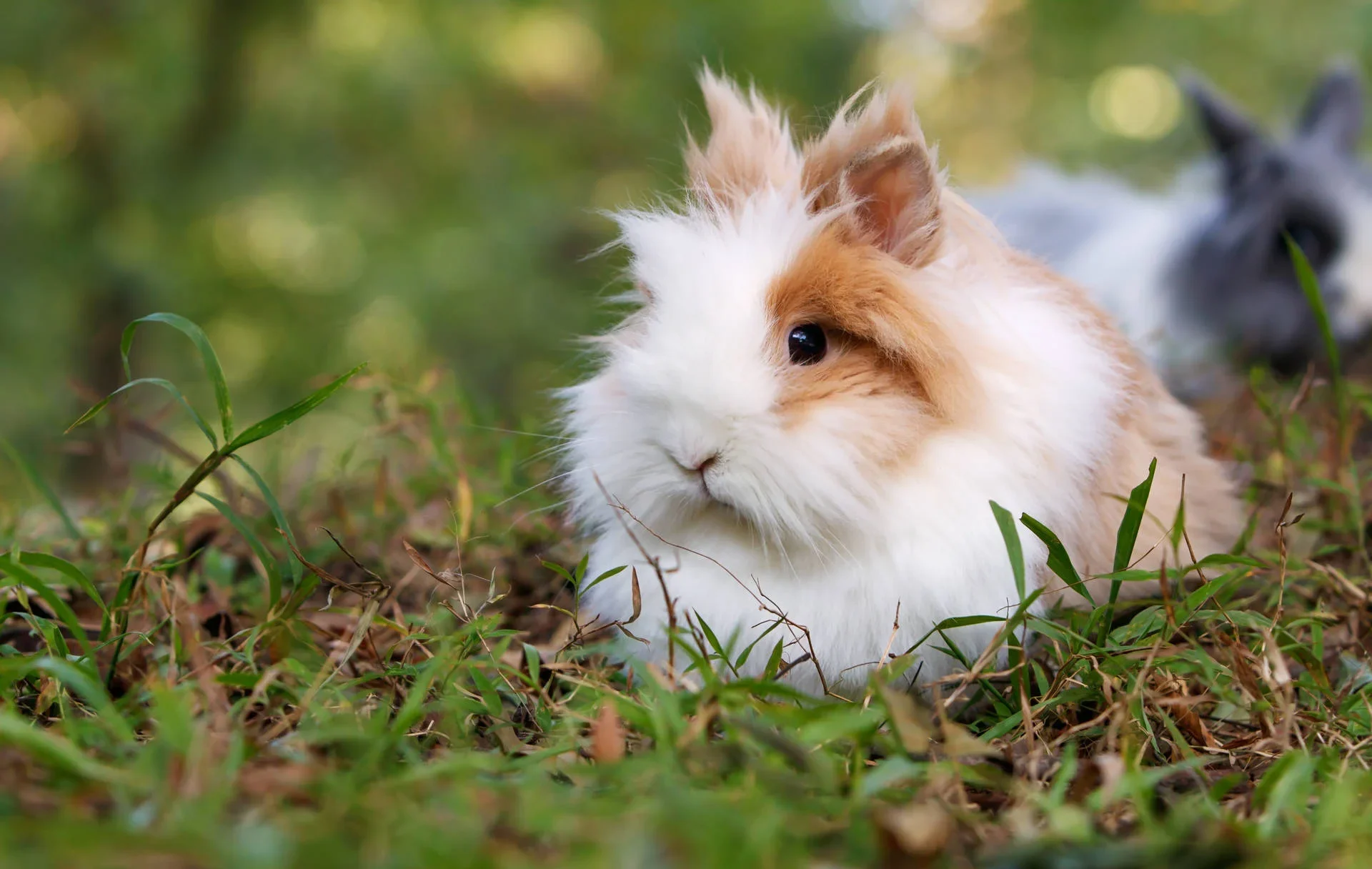 Discover the charm of this adorable cute animal! Enchanting with its irresistible cuteness, this furry friend is sure to bring a smile to your face. Enjoy the heartwarming presence of this delightful creature.