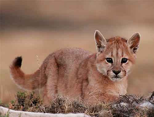 Discover the undeniable charm of this adorable cute animal as it melts your heart with its innocence and playfulness. Let this delightful creature bring joy and warmth into your day!