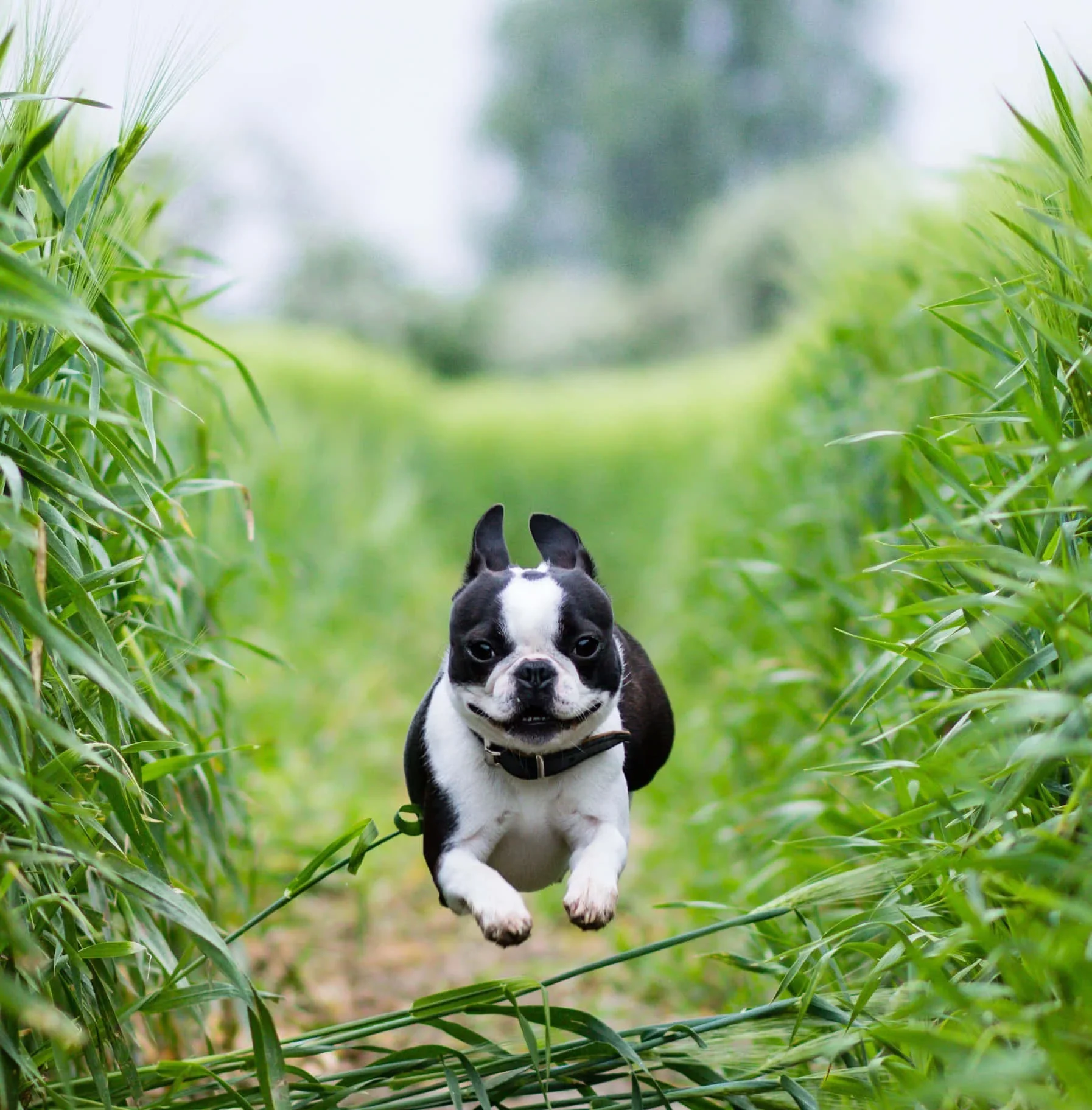 Get ready to melt from the cuteness overload! Meet our adorable furry friend, the epitome of a cute animal. Let this little one brighten up your day!