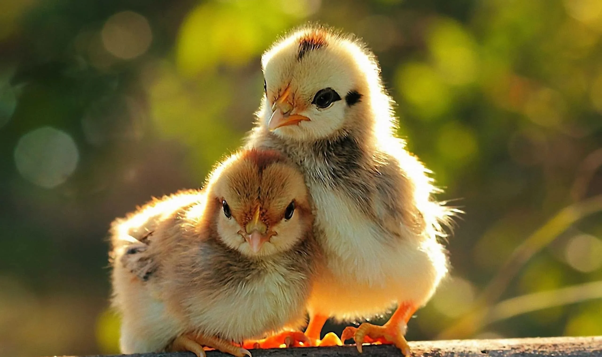 Discover the undeniable charm of this adorable cute animal. Let their innocence and playfulness brighten your day! Find joy in the little things.