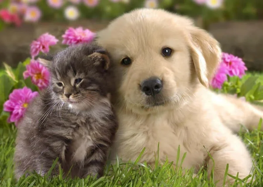 Discover the joy of spending time with a cute animal. Let their adorable nature brighten your day and bring a smile to your face. Embrace the happiness they bring into your life.