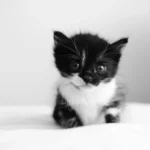 Cute Little Kitten: A Heartwarming Portrait