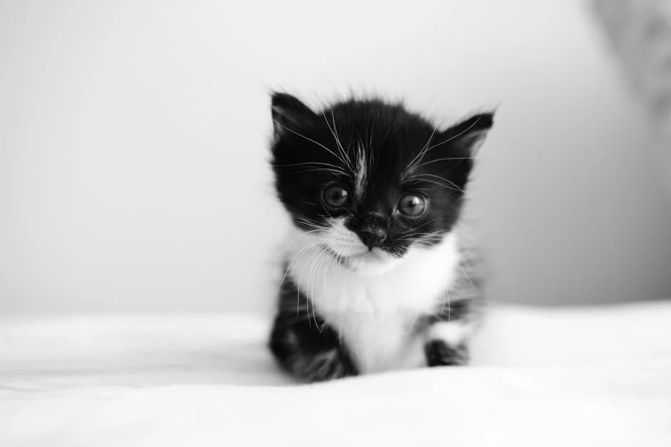 Cute Little Kitten: A Heartwarming Portrait
