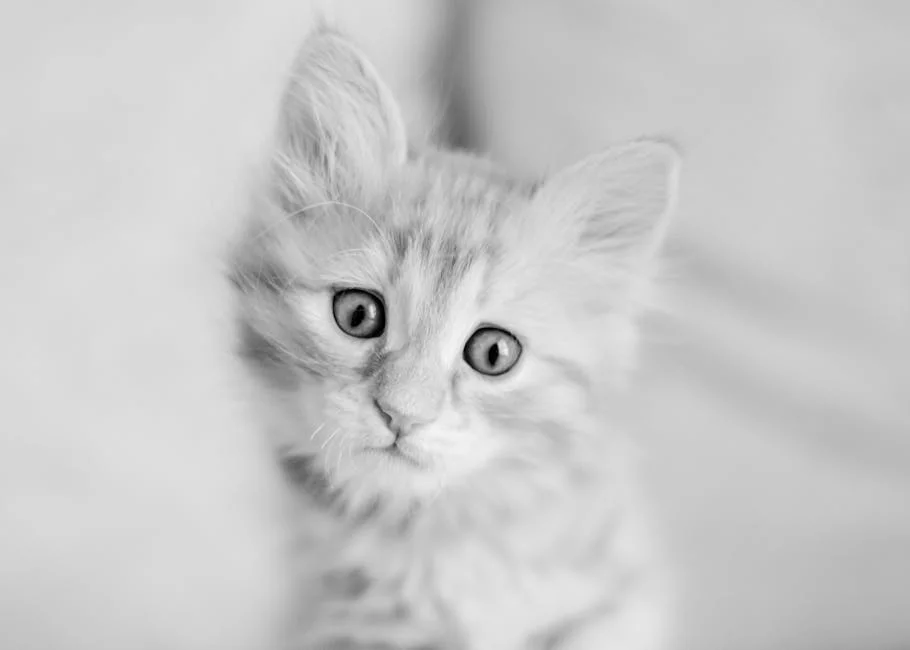 Meet this adorable little kitten with fluffy fur and bright eyes. Let this charming feline companion bring joy and warmth to your day.