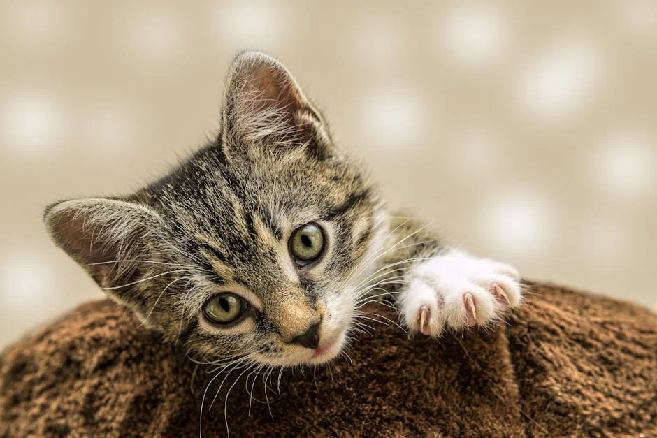 Meet our adorable tabby kitten, peeking over a cozy brown blanket with curiosity. This cute little kitten is sure to melt your heart with its playful charm!