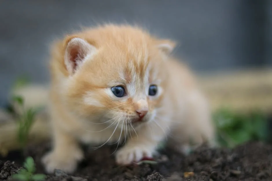 Enjoying the wonders of the garden, this charming little ginger kitten with blue eyes is the epitome of cuteness. Watch as the cute little kitten explores its surroundings with curiosity and grace.