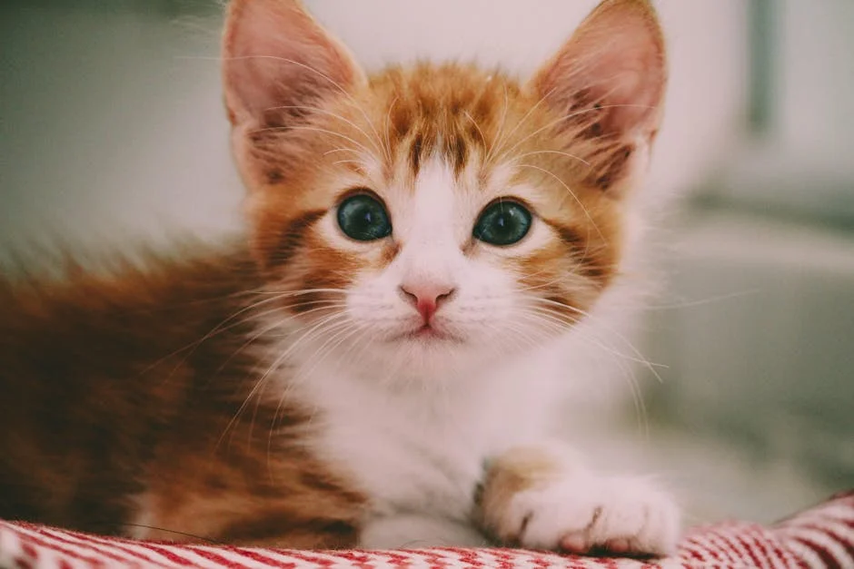 Meet our adorable little friend, the cute ginger and white kitten! Those striking eyes and fluffy fur will surely melt your heart. Embrace the joy of having a cute little kitten in your life.