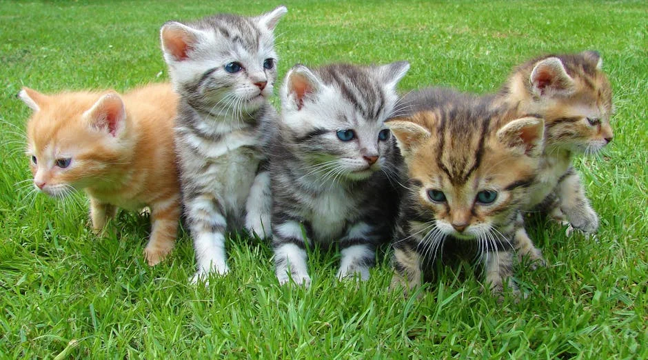 Witness the adorable charm of these cute little kittens as they frolic and explore on the vibrant green grass. Let their playful antics bring a smile to your face and warmth to your heart.