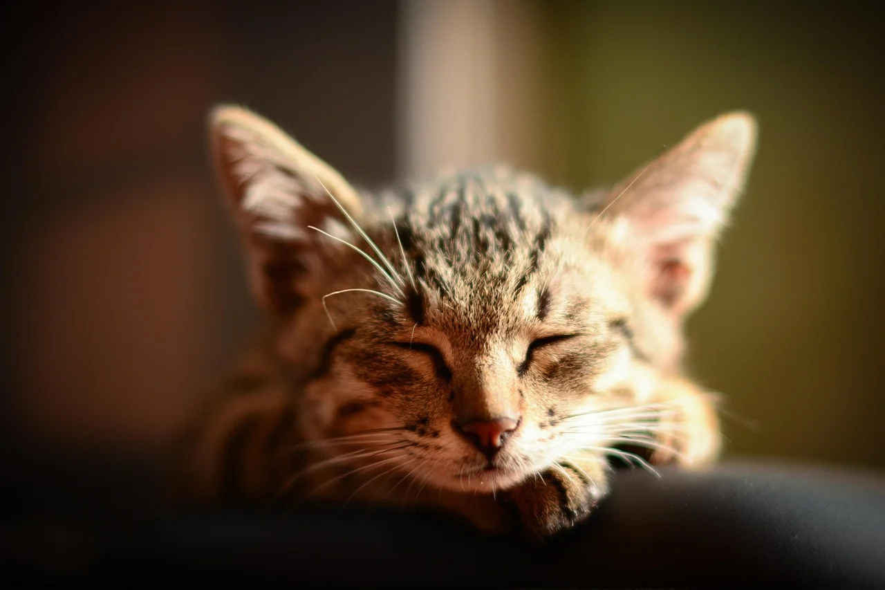 Meet our adorable and sweet little kitten with a captivating brown coat. Embrace the beauty of nature with this charming feline portrait. This young cat