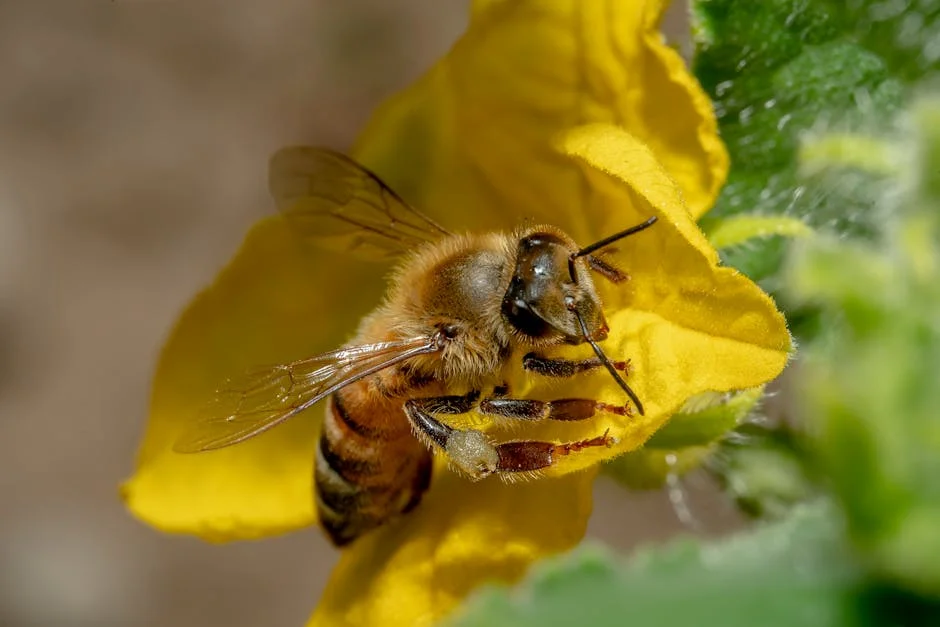 Witness the beauty of nature as a honeybee delicately gathers nectar from a radiant yellow flower in Iran. These industrious honeybees play a vital role in pollination, ensuring the bloom of life all around us.
