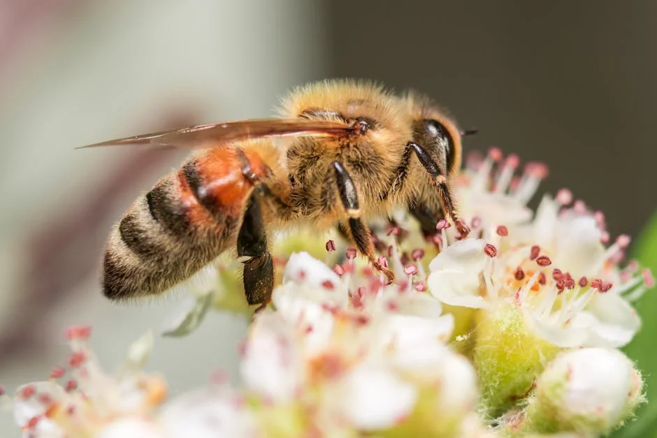 Witness the intricate dance of nature as a honeybee delicately collects pollen from a vibrant flower. Explore the fascinating world of honeybees and their vital role in our ecosystem.