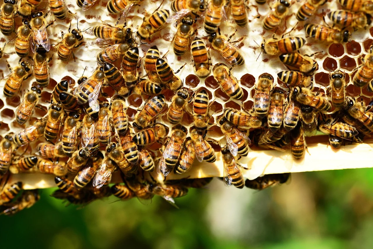 Witness the remarkable world of honeybees as they diligently cap honey in their hive. Celebrate World Bee Day by acknowledging the vital role these industrious insects play in our ecosystem. Join us in supporting beekeeping and the well-being of these essential pollinators.