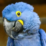 How to Master Hyacinth Macaw Pelican in 5 Easy Steps