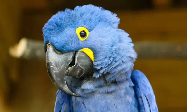 How to Master Hyacinth Macaw Pelican in 5 Easy Steps