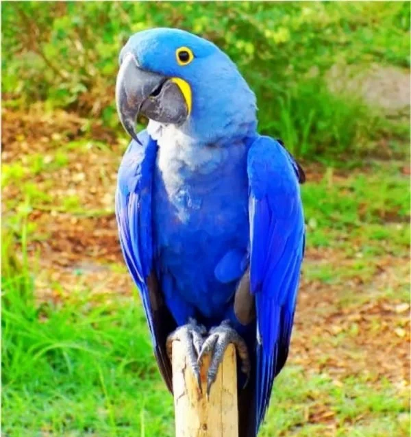 Witness the magnificent beauty of the Hyacinth Macaw and the grace of the Pelican in this stunning image. Nature