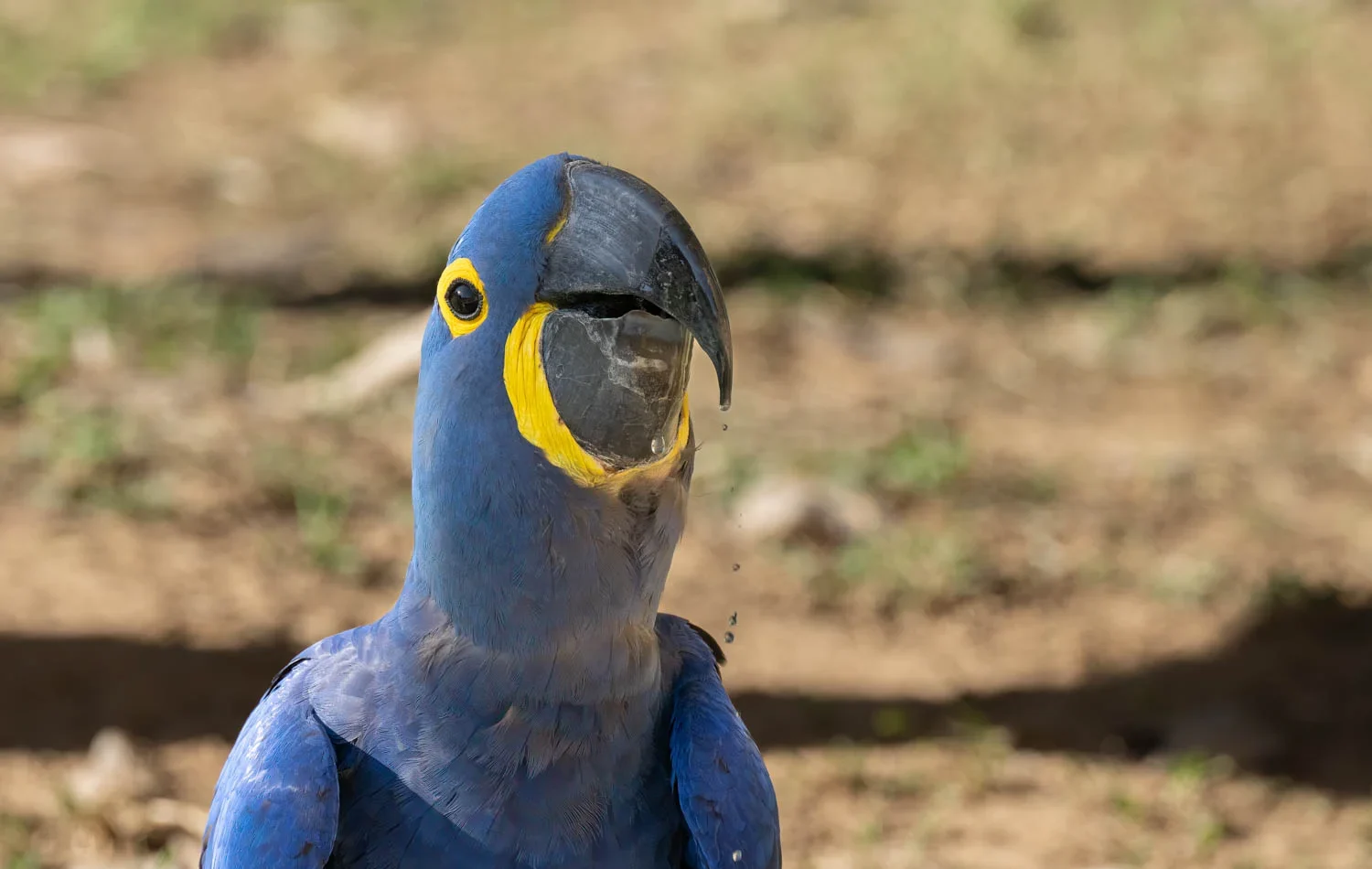 Witness the majestic beauty of the Hyacinth Macaw and Pelican in perfect harmony. Nature