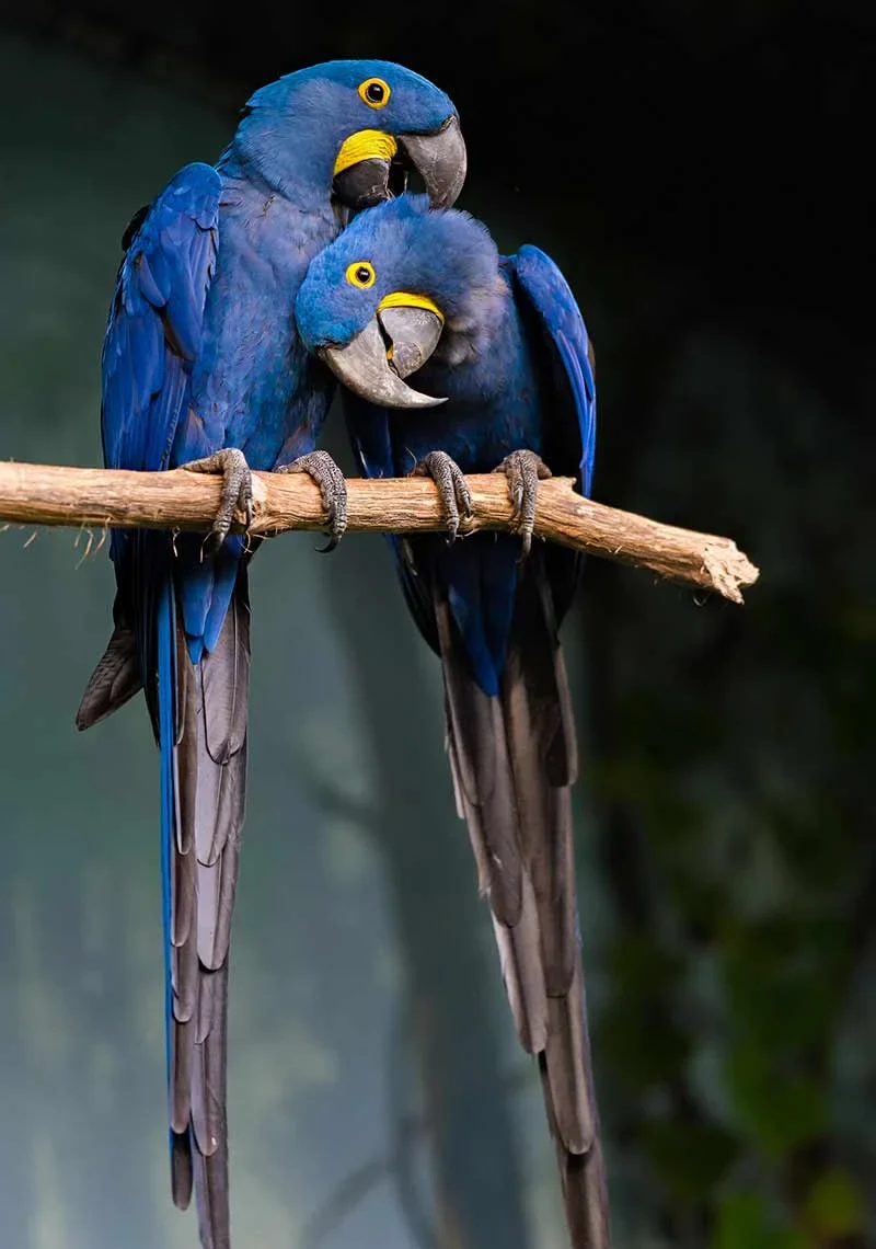 Witness the majestic beauty of the Hyacinth Macaw and Pelican in perfect harmony. Nature