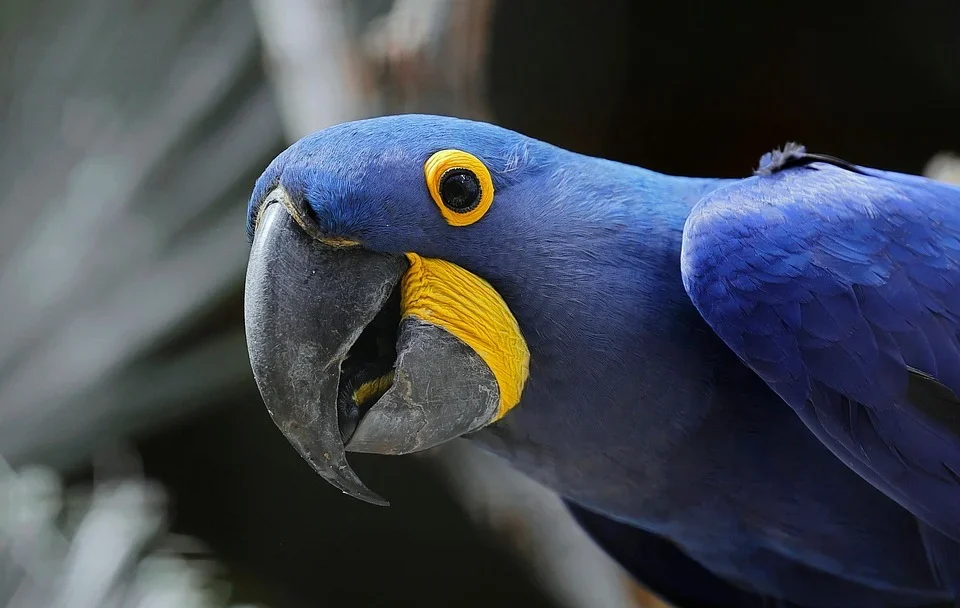 Witness the graceful beauty of the majestic Hyacinth Macaw and Pelican in perfect harmony. Nature