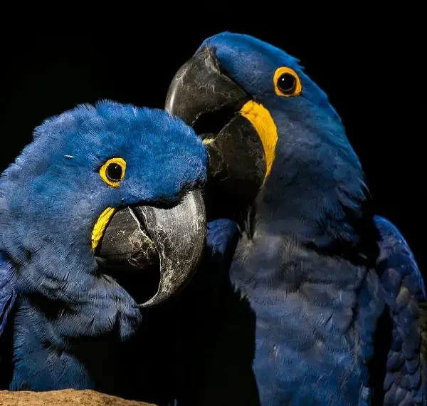 Witness the majestic beauty of the Hyacinth Macaw and Pelican gracefully coexisting in harmony. Nature