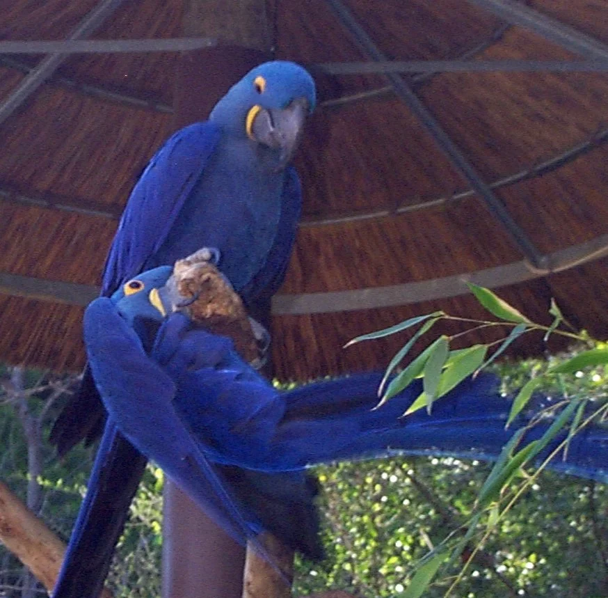 Admire the stunning beauty of the majestic Hyacinth Macaw and the graceful Pelican in perfect harmony. Witness nature