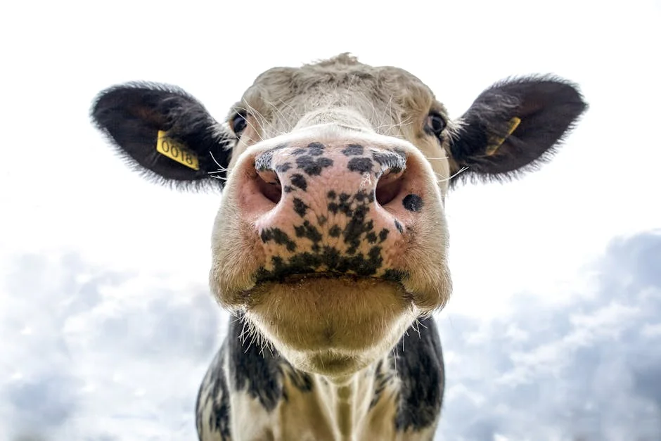 Discover the world of funny animal pictures with this adorable cow