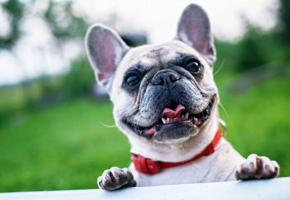 Meet our joyful French Bulldog, basking in the sun with a bright smile and a playful spirit. For more delightful animal pictures, explore our collection of funny animal images.
