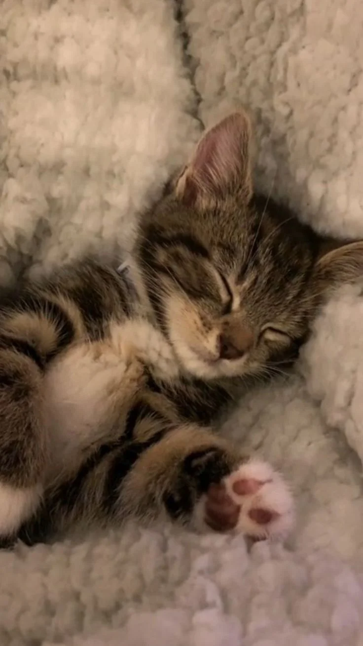 Discover the purest form of tranquility with this adorable baby cat peacefully napping on a cozy white blanket. Let this heartwarming image melt your stress away and fill your day with joy.