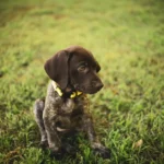 The Ultimate Guide to Baby Dogs: Adorable Puppies to Melt Your Heart