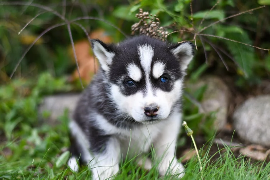 Meet this adorable Siberian Husky puppy with mesmerizing blue eyes enjoying a cozy moment on the lush green grass. Our baby dog is a true heart-stealer!