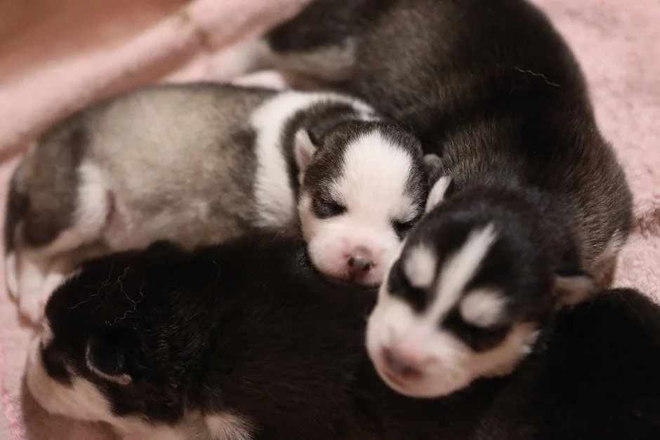 Explore the serene beauty of these adorable Siberian Husky puppies, peacefully dozing off. Their fluffy coats make them the epitome of baby dogs, charming hearts effortlessly. 🐾