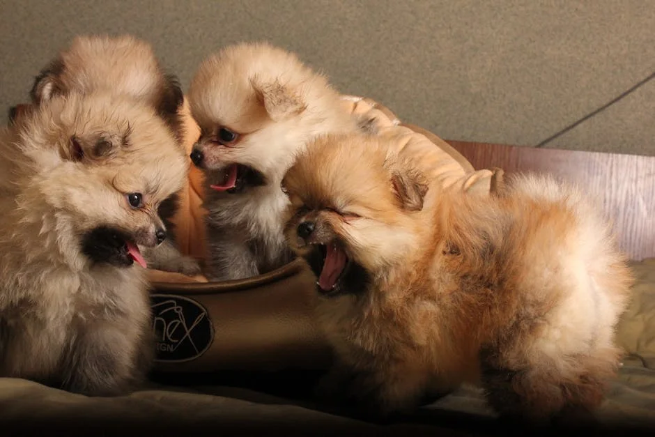 Discover the adorable world of baby dogs with these playful Pomeranian puppies. Their fluffy fur and charming antics will surely melt your heart. Witness pure cuteness in motion!
