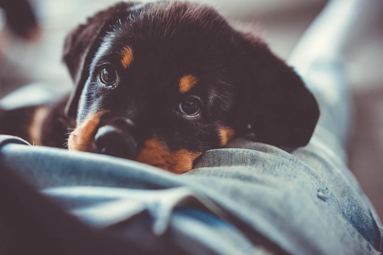 Discover the pure joy of witnessing baby dogs exploring nature. These adorable puppies bring a touch of warmth and cuteness to our lives. Embrace the love and playfulness of these sweet domestic animals.