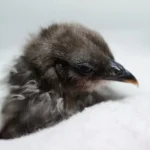 Cute Birds: A Comprehensive Guide to Adorable Avian Friends