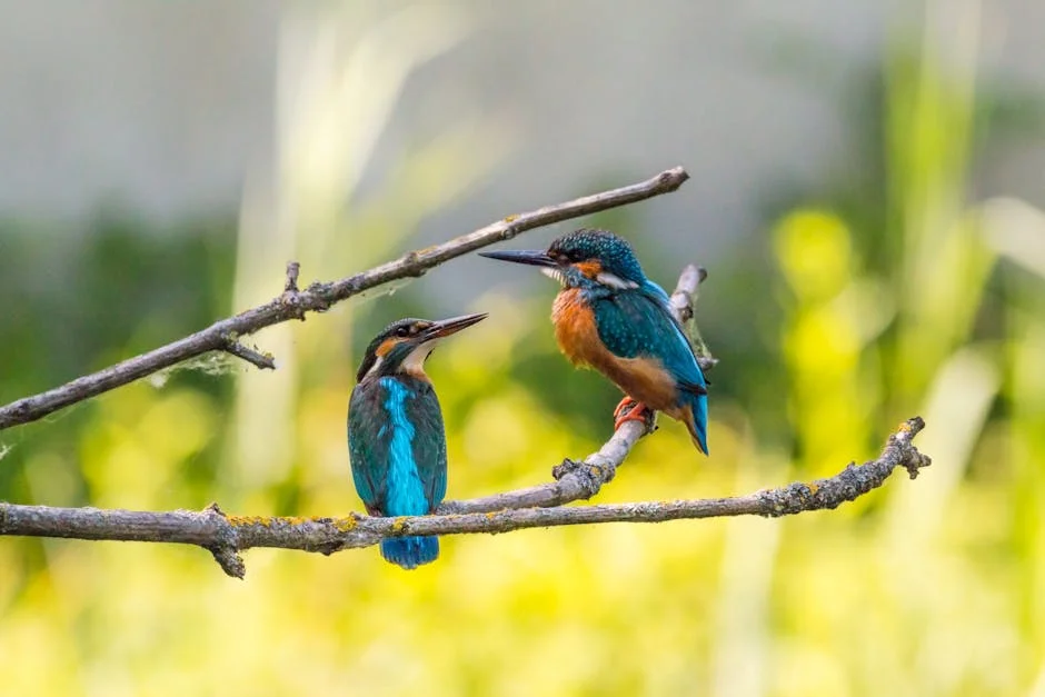 Witness the beauty of nature with these adorable kingfishers! These cute birds showcase vibrant colors and harmonious companionship in the wild. Enjoy the charm of these feathered friends as they brighten your day.
