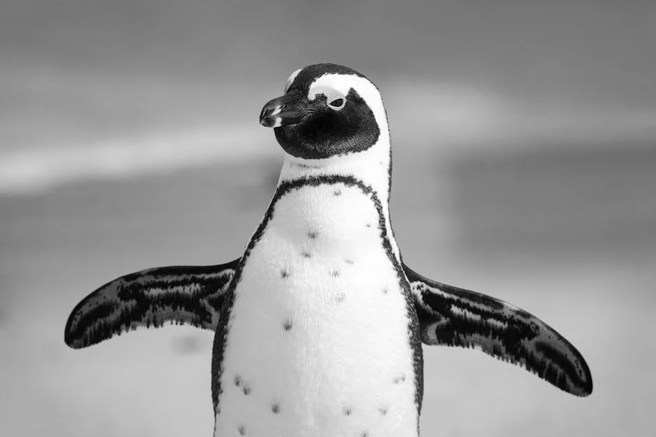 Witness the grace of these adorable birds as they spread their wings. The monochrome beauty of this African penguin captures a timeless elegance. Nature